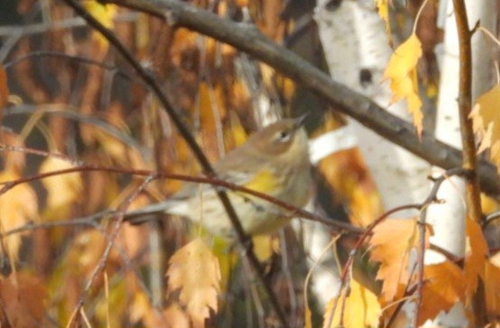 Yellow-rumped Warbler - ML643726190