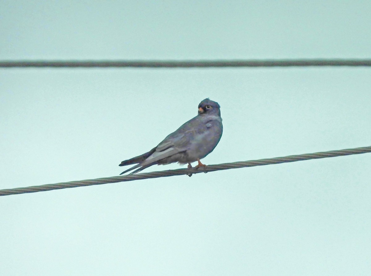 Red-footed Falcon - ML643726202