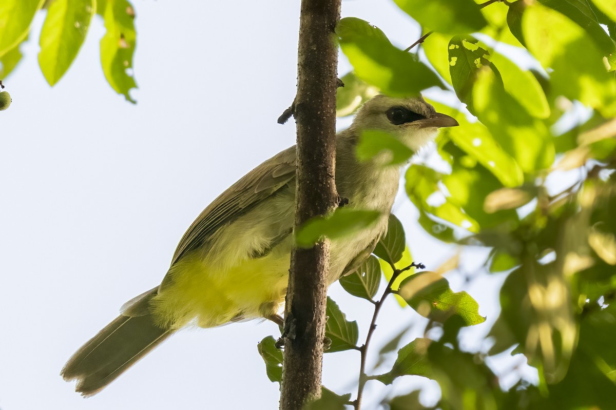 Yellow-vented Bulbul - ML643726217