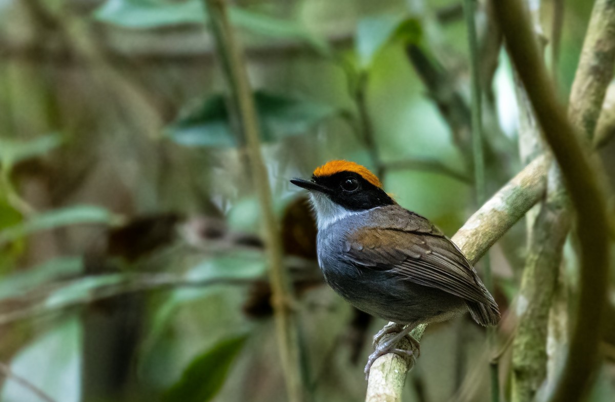 Black-cheeked Gnateater - ML643726224