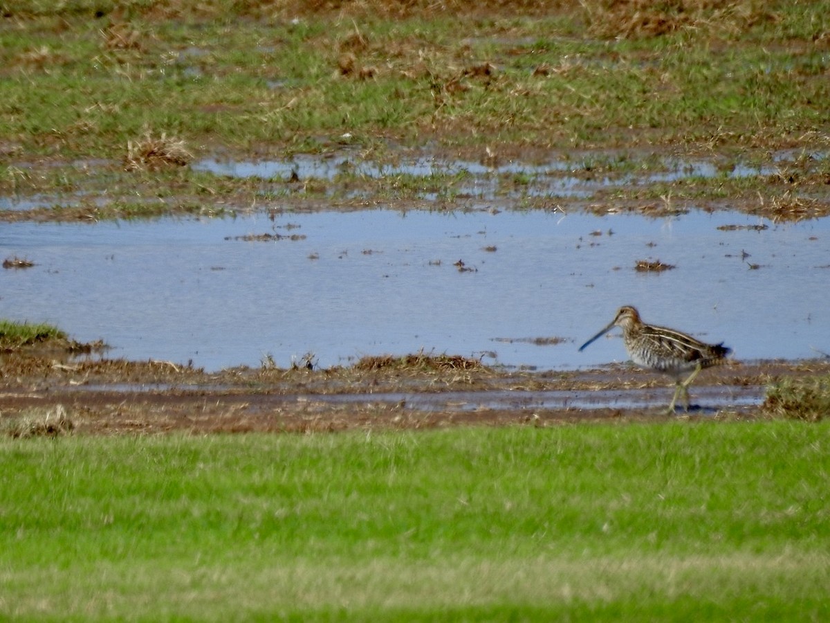 Wilson's Snipe - ML643726225