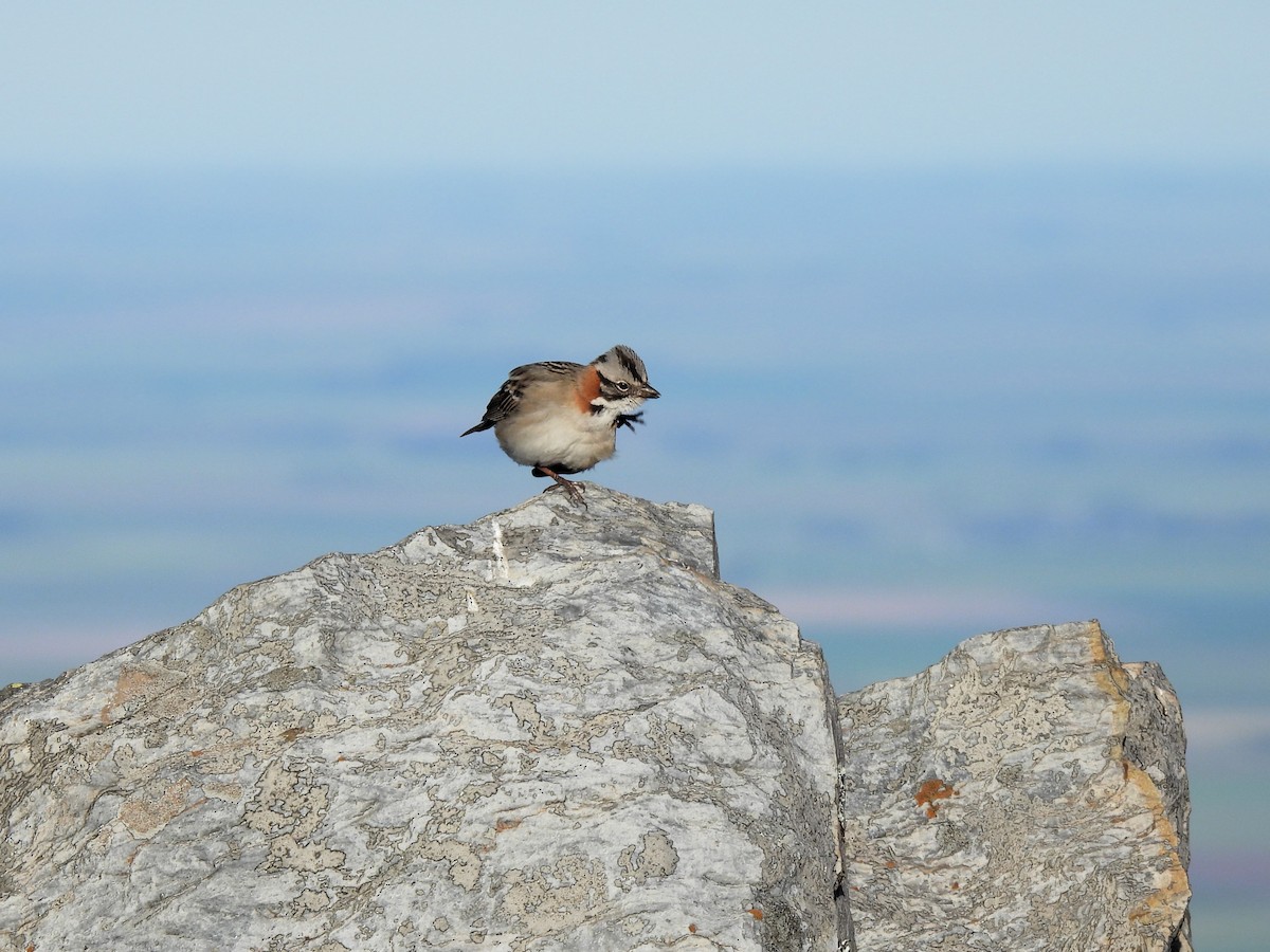 Rufous-collared Sparrow - ML643726231