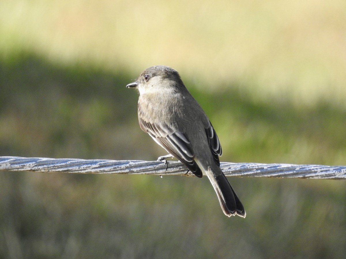 Eastern Phoebe - ML643726232