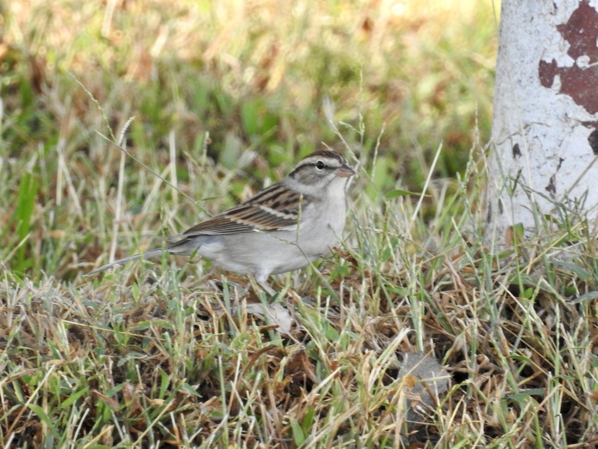 Chipping Sparrow - ML643726240