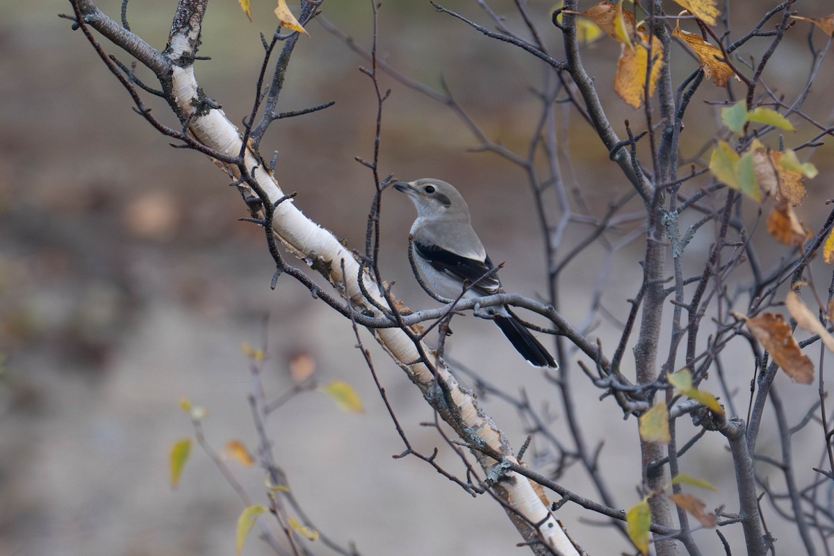 Boreal Örümcekkuşu - ML643726248