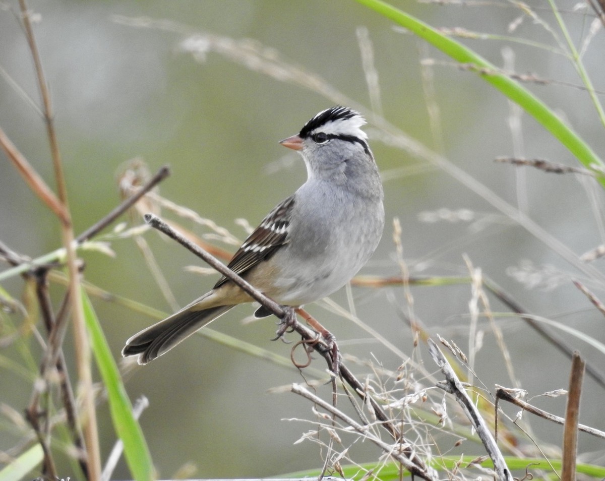 White-crowned Sparrow - ML643726251