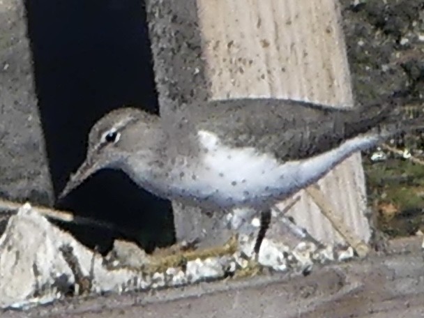 Drosseluferläufer - ML643726252