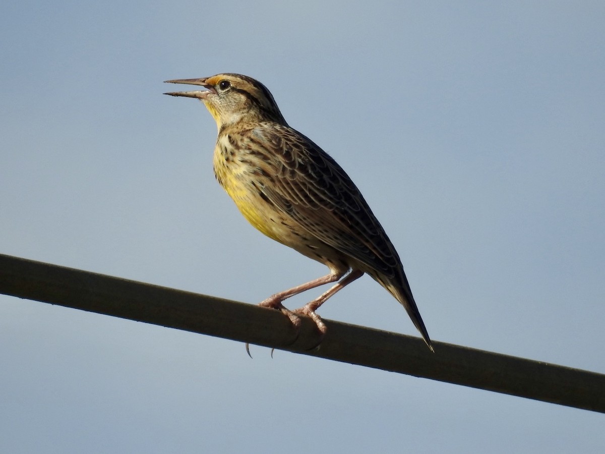 Western Meadowlark - ML643726256