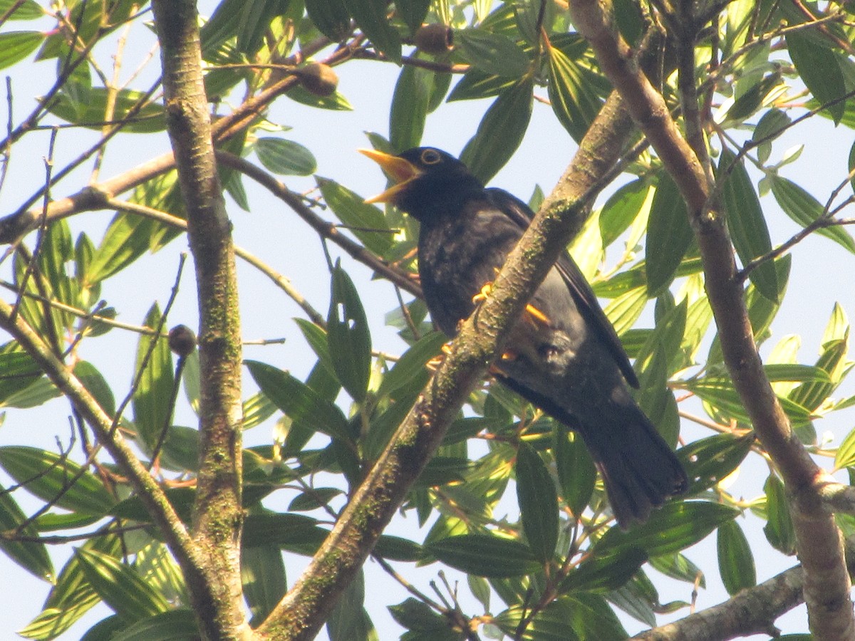 Yellow-legged Thrush - ML643726270