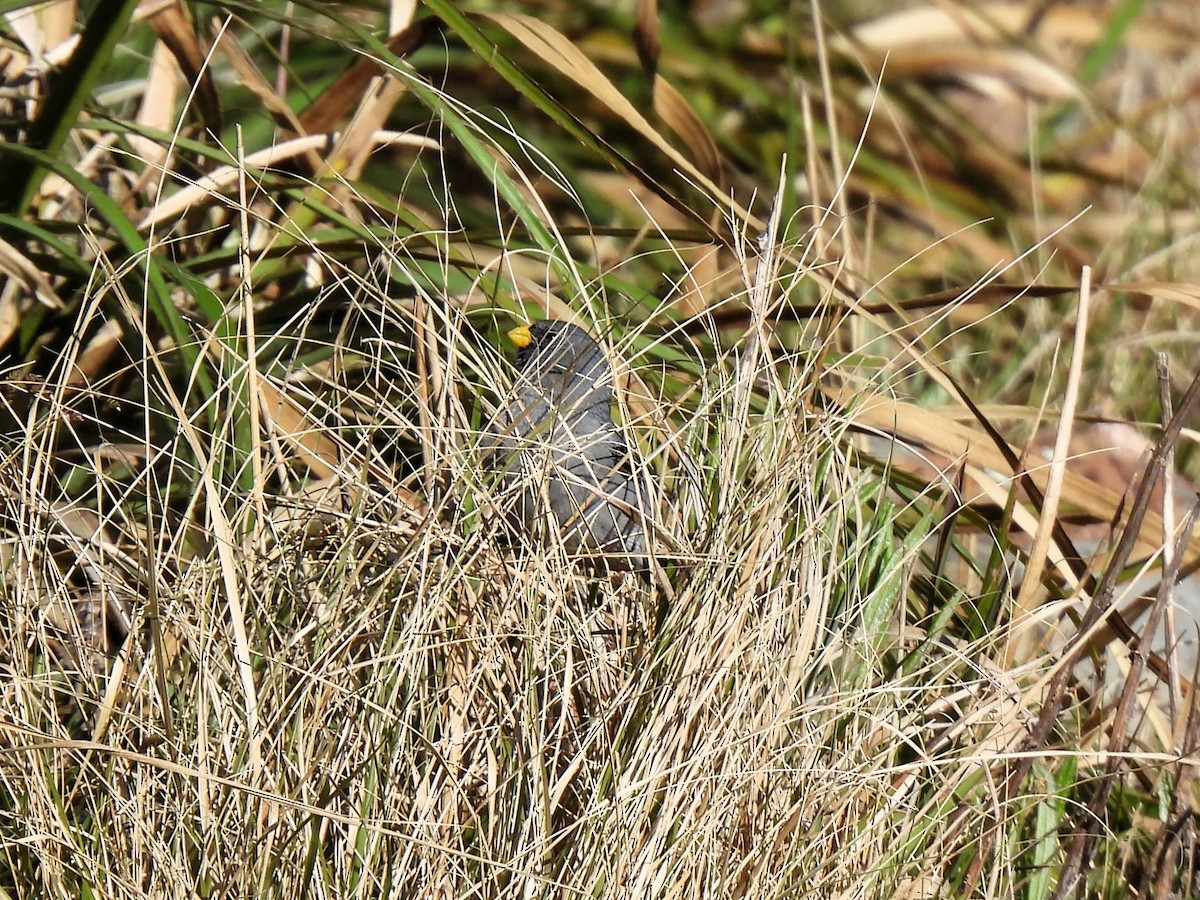 Band-tailed Seedeater - ML643726306