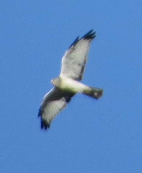 Hudsonweihe - ML643726311