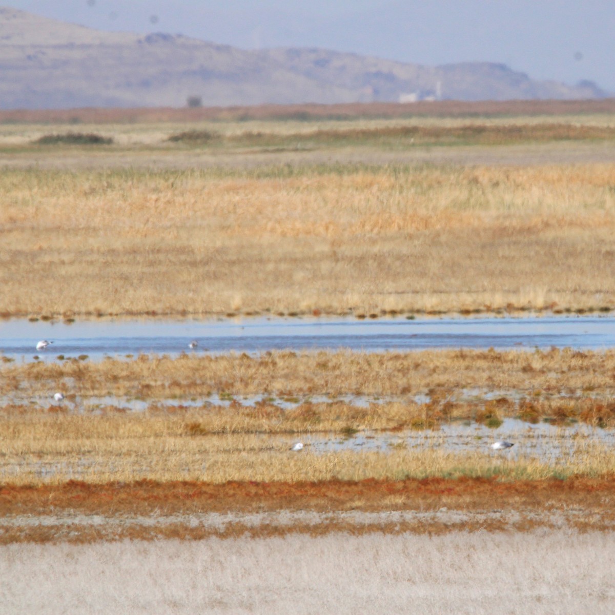 gull sp. - ML643726313