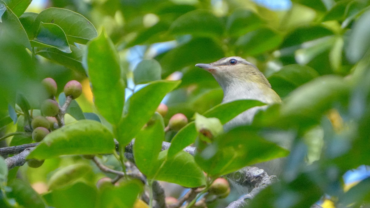 Red-eyed Vireo - ML643726330