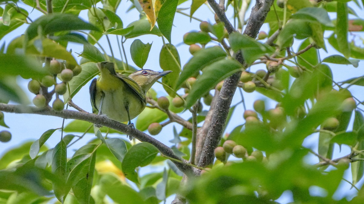 Red-eyed Vireo - ML643726333