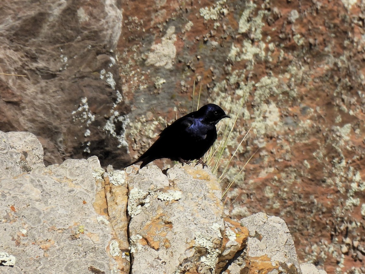 Southern Martin - ML643726364