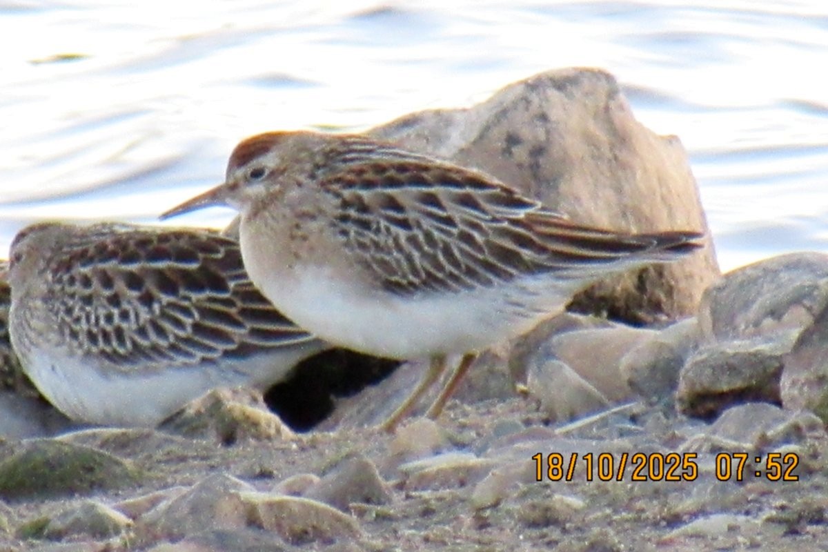 Sharp-tailed Sandpiper - ML643726372