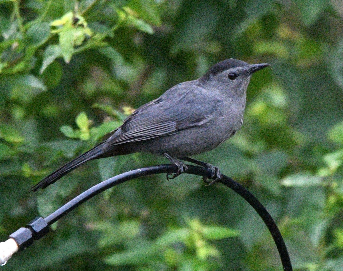 Miaulari grisa - ML643726378