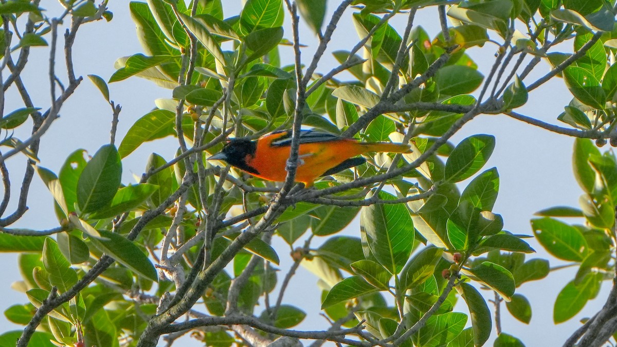 פזאי צפוני - ML643726407