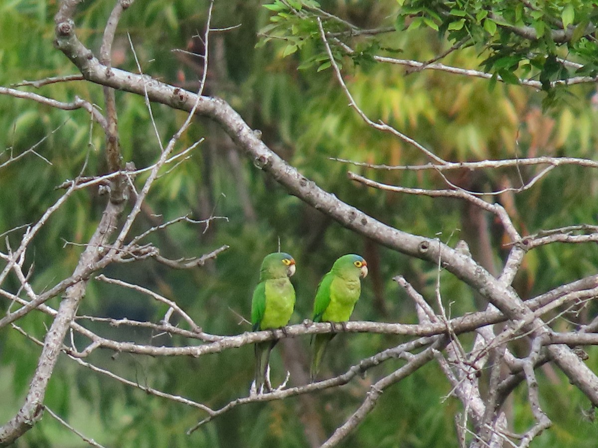 Aratinga Frentinaranja - ML643726419