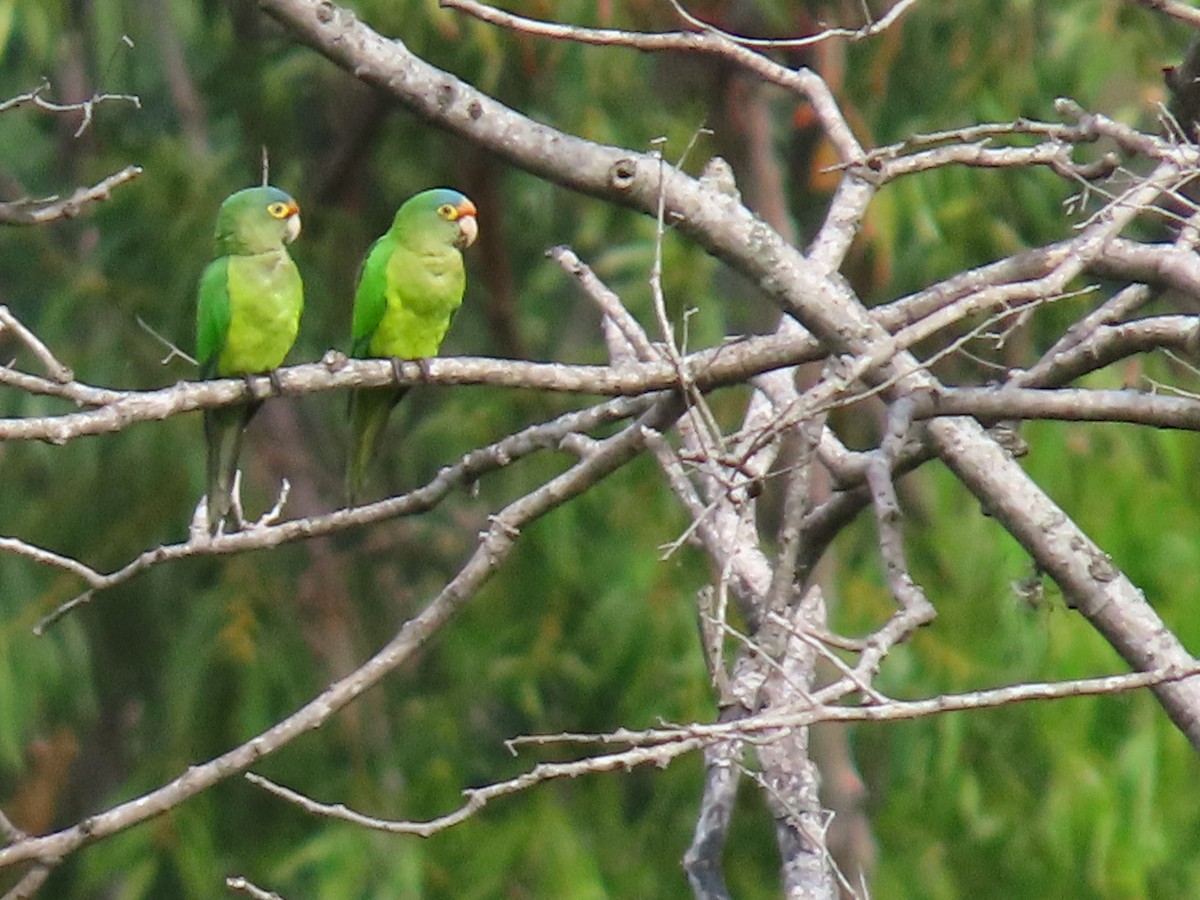 Aratinga Frentinaranja - ML643726420