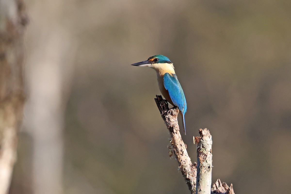 Sacred Kingfisher (Australasian) - ML643726428