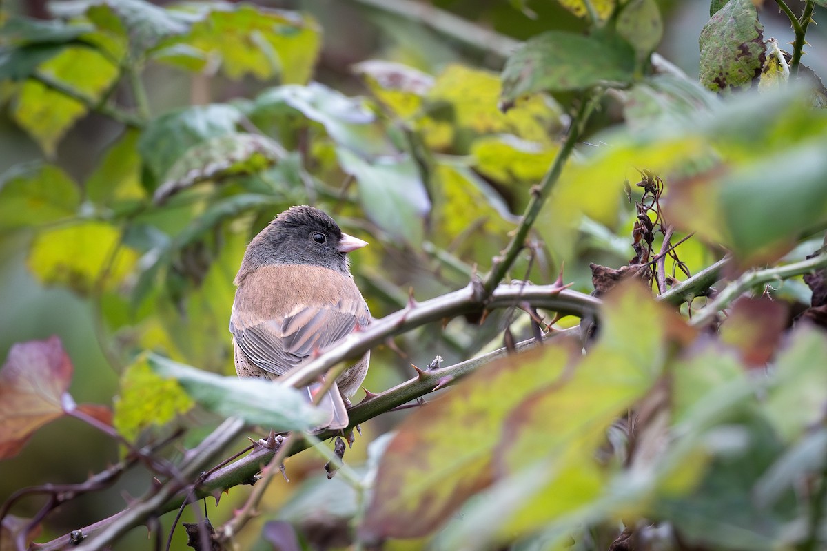 Dark-eyed Junco - ML643726447