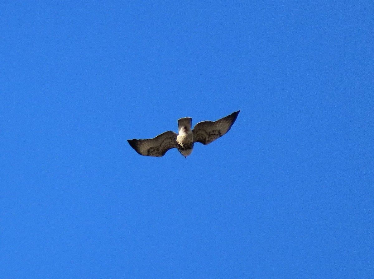 Red-tailed Hawk - ML643726481