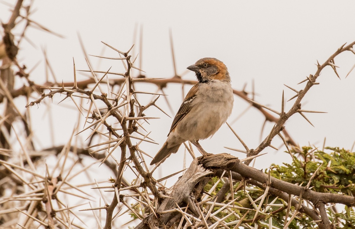 Kenya Rufous Sparrow - ML643726488