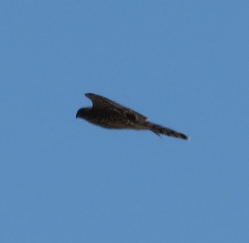 Sharp-shinned Hawk - ML643726490