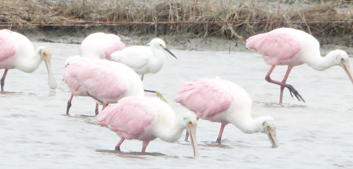 Roseate Spoonbill - ML643726492