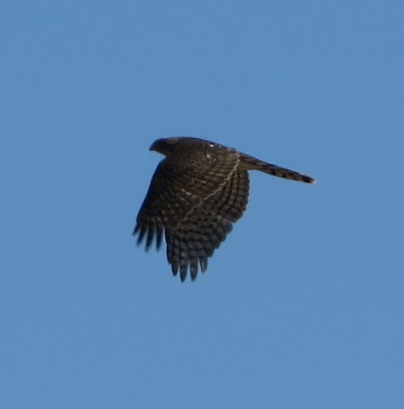 Sharp-shinned Hawk - ML643726493