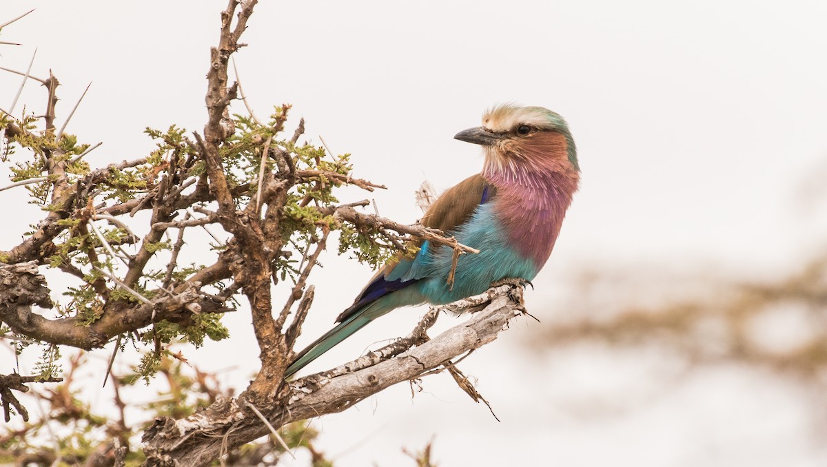 Lilac-breasted Roller - ML643726494