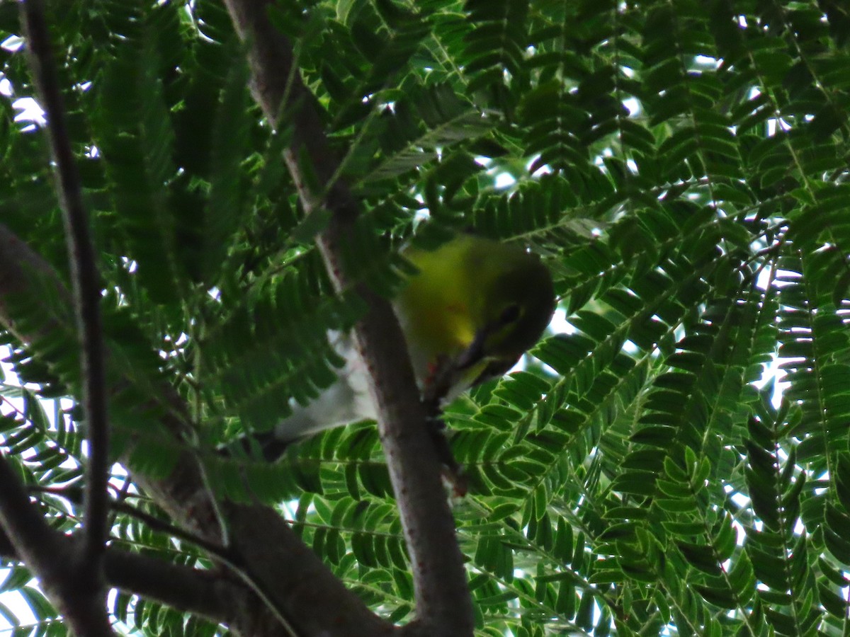 Yellow-throated Vireo - ML643726501