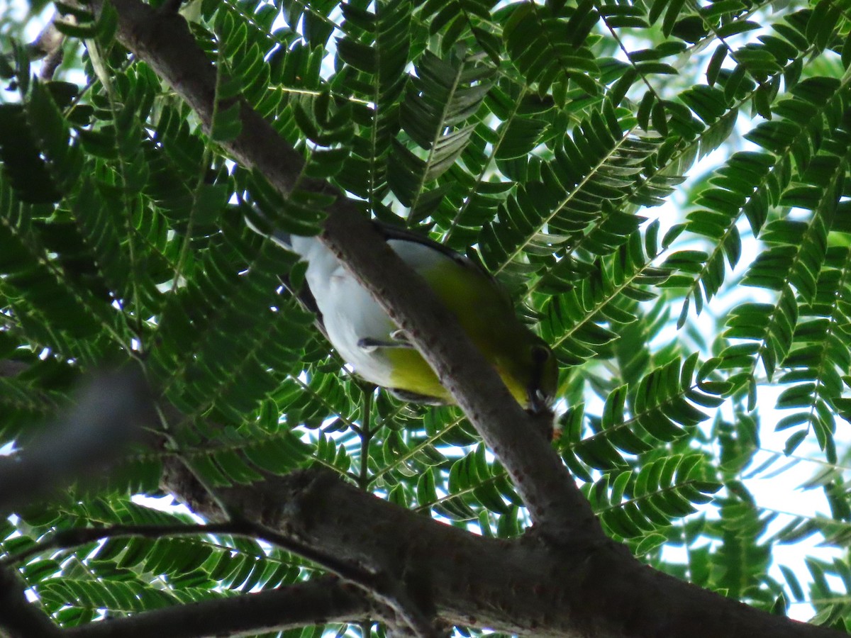 Yellow-throated Vireo - ML643726502