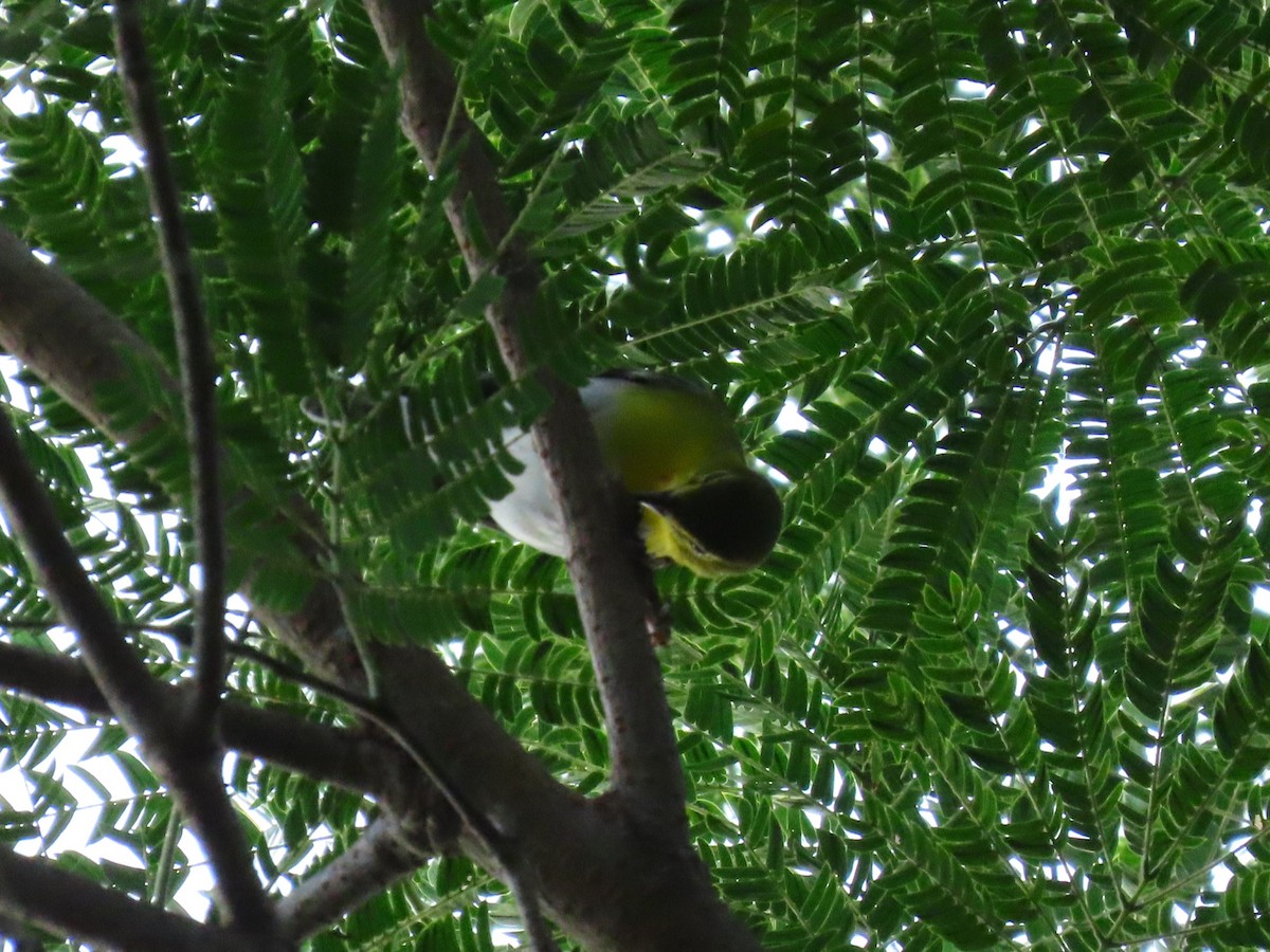 Yellow-throated Vireo - ML643726503