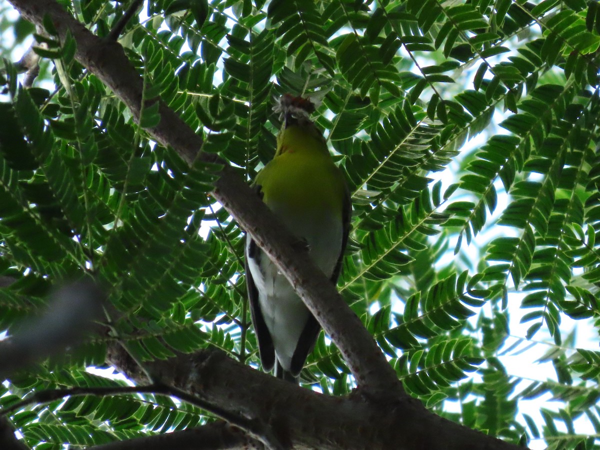 Yellow-throated Vireo - ML643726504