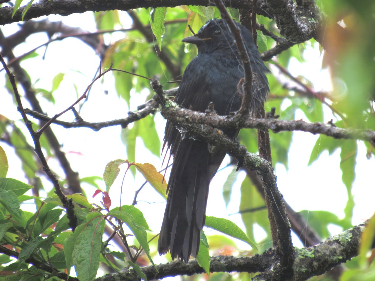 Black Cuckooshrike - ML643726518
