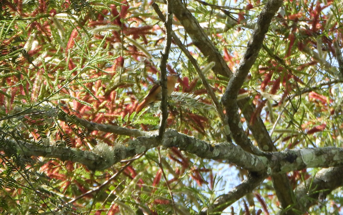 Chestnut-crowned Becard - ML643726536