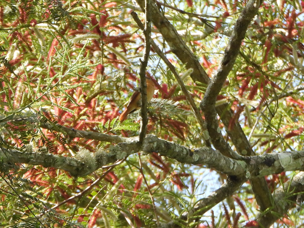 Chestnut-crowned Becard - ML643726537