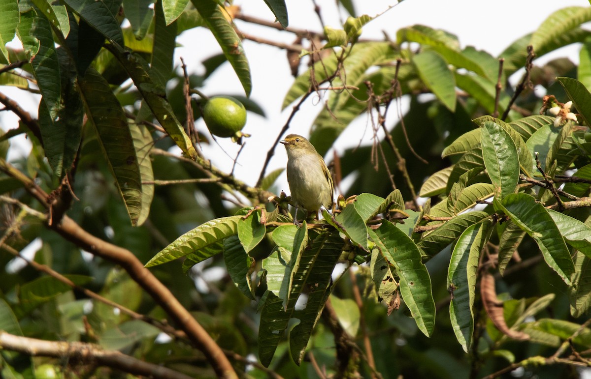 Choco Tyrannulet - ML643726538