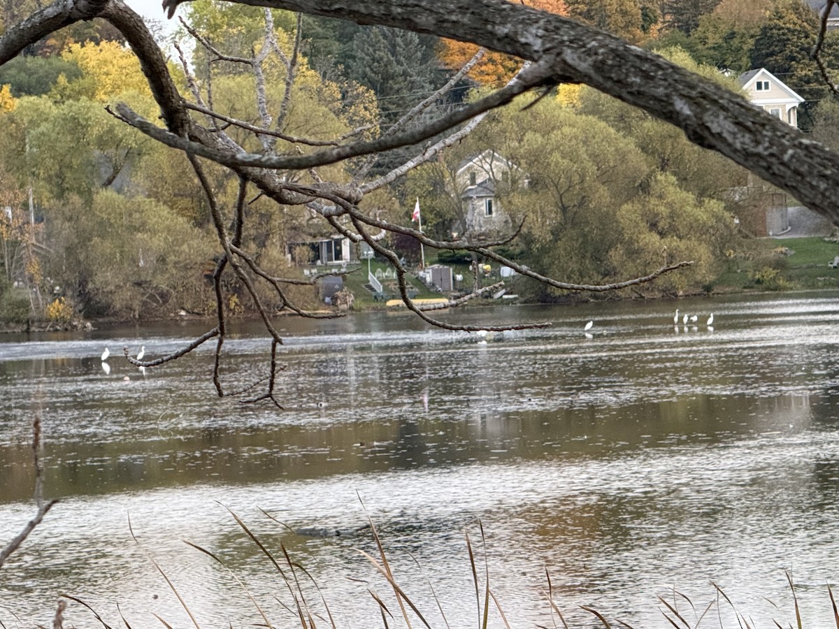 Great Egret - ML643726558