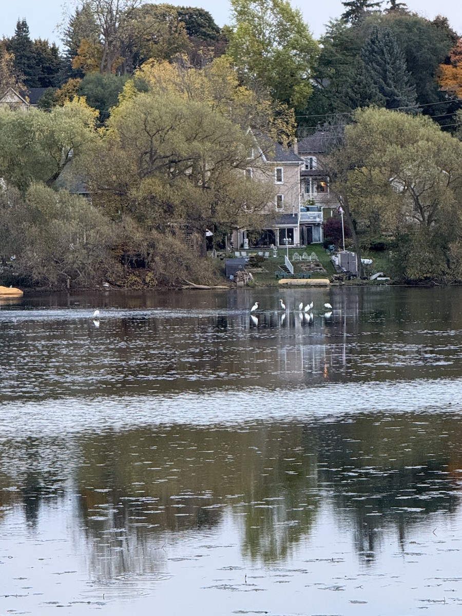 Great Egret - ML643726559