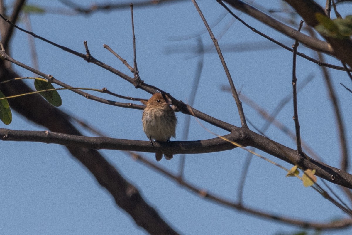 Bran-colored Flycatcher - ML643726574