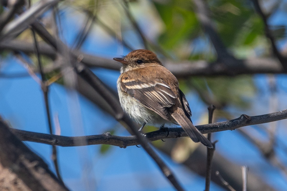 Bran-colored Flycatcher - ML643726575