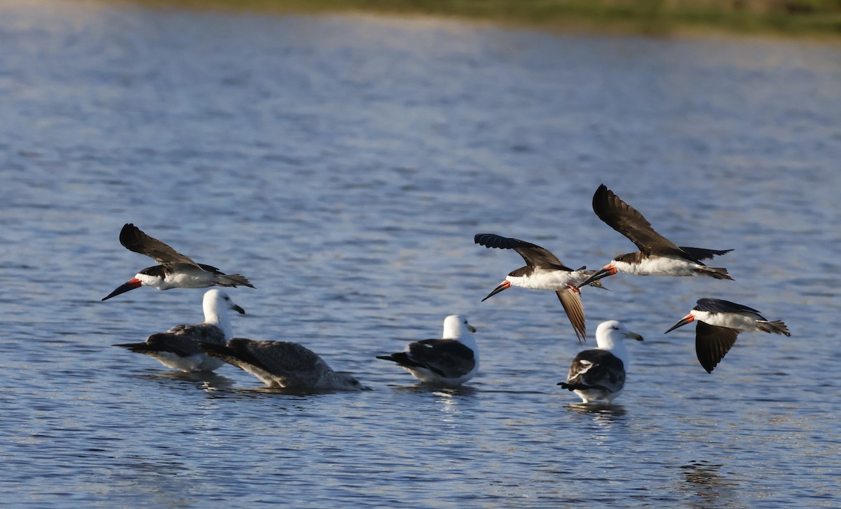 Black Skimmer - ML643726581