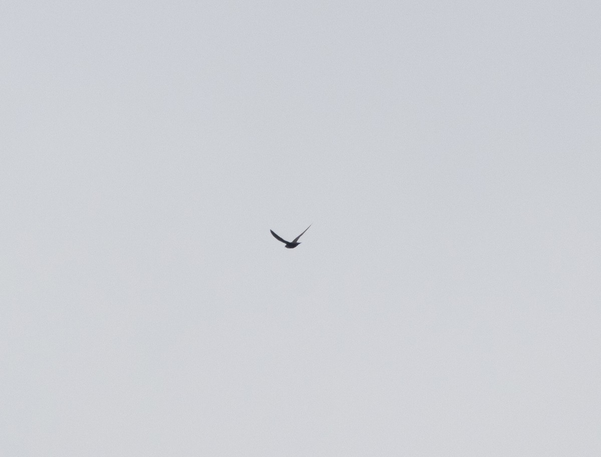 White-collared Swift - ML643726605