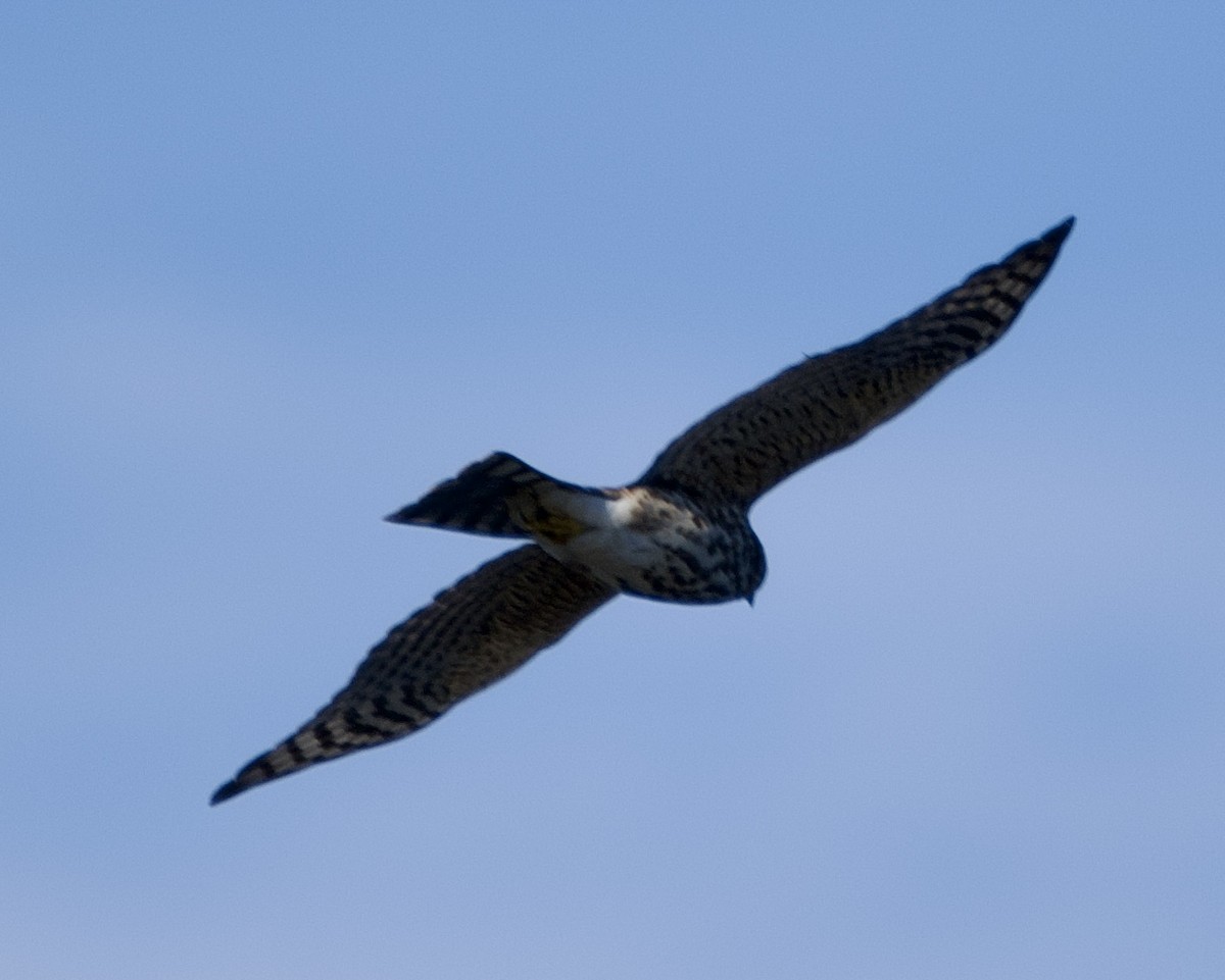 Sharp-shinned Hawk - ML643726640