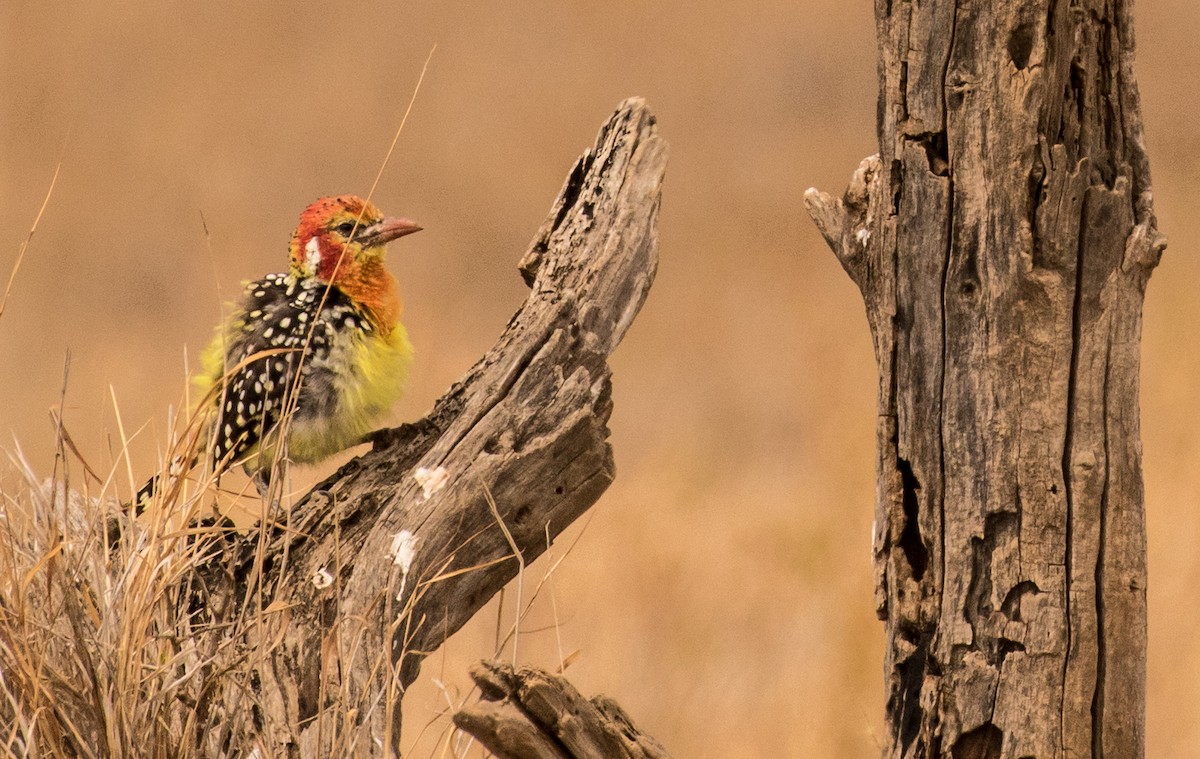 Sarı Kırmızı Barbet - ML643726642