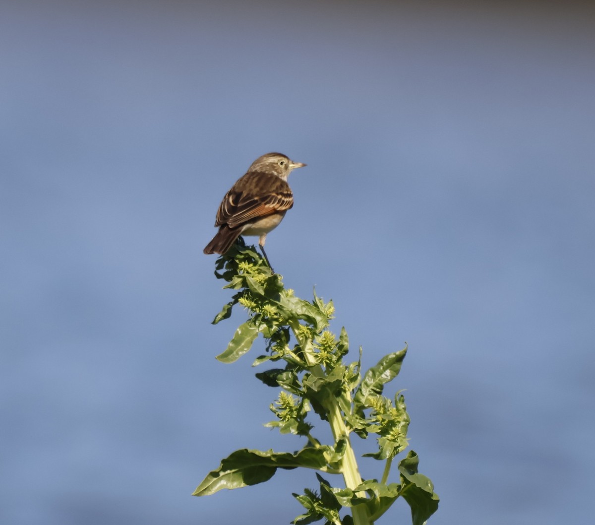 Spectacled Tyrant - ML643726647