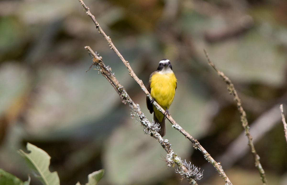 Rusty-margined Flycatcher - ML643726649
